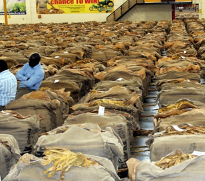 煙草制品 歷史、健康影響與現代管制